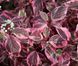 ДЕРЕН БІЛИЙ "СІБІРІКА" К (Cornus alba Sibirica C) 01.032.018 фото 1