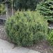 Сосна веймутова Тіні Курлс (Pinus strobus Tiny Curls) 02.003.350 фото 2
