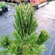 СОСНА БІЛОКОРА (Pinus leucodermis) 02.003.303 фото 2