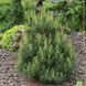 Сосна веймутова Тіні Курлс (Pinus strobus Tiny Curls) 02.003.350 фото 1