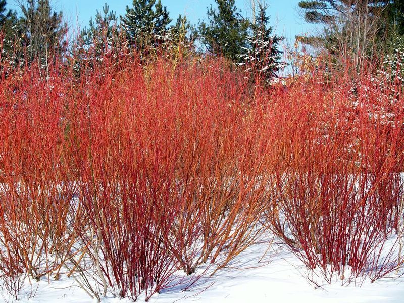 ДЕРЕН БІЛИЙ "СІБІРІКА" К (Cornus alba Sibirica C) 01.032.018 фото