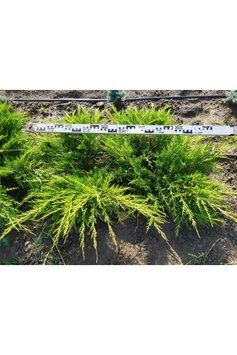 Ялівець середній Пфітцеріана Ауреа (Juniperus media Pfitzeriana Aurea) 02.009.040 фото