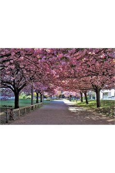 ВИШНЯ ДРІБНОПИЛЬЧАСТА 'КАНЗАН' (Prunus serrulata Kanzan) 01.013.022 фото
