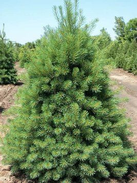 Сосна Веймутова Торулоза (Pinus strobus Torulosa) 02.003.238 фото