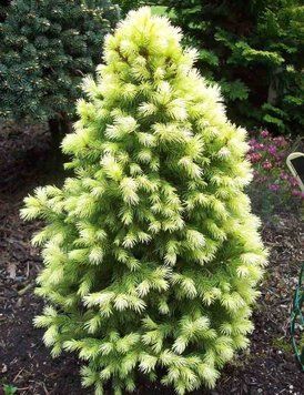 ЯЛИНА КАНАДСЬКА 'ДЕЙЗІС ВАЙТ' (Picea glauca Daisy's White) 02.002.217 фото