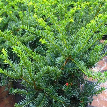 Тис середній Хіллі (Taxus media Hillii) 02.004.028 фото