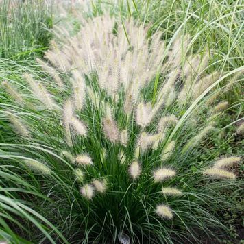 Пенісетум лисохвостовий 'Compressum'(Pennisetum alopecuroides Compressum) 03.013.012 фото