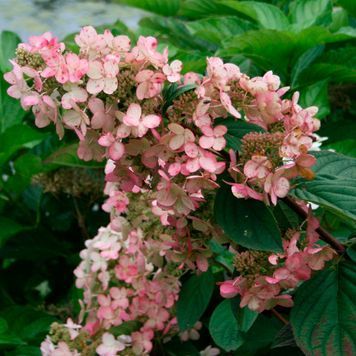 ГОРТЕНЗІЯ ВОЛОТИСТА 'ПІНК ДАЙМОНД' (Hydrangea paniculata Pink Diamount) 01.034.064 фото