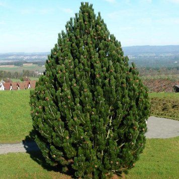 СОСНА БІЛОКОРА 'КОМПАКТ ДЖЕМ' К (Pinus leucodermis Compact Gem C) 02.003.419 фото
