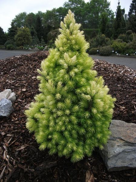 ЯЛИНА КАНАДСЬКА 'ДЕЙЗІС ВАЙТ' (Picea glauca Daisy's White) 02.002.217 фото