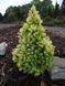 ЯЛИНА КАНАДСЬКА 'ДЕЙЗІС ВАЙТ' (Picea glauca Daisy's White) 02.002.217 фото 3