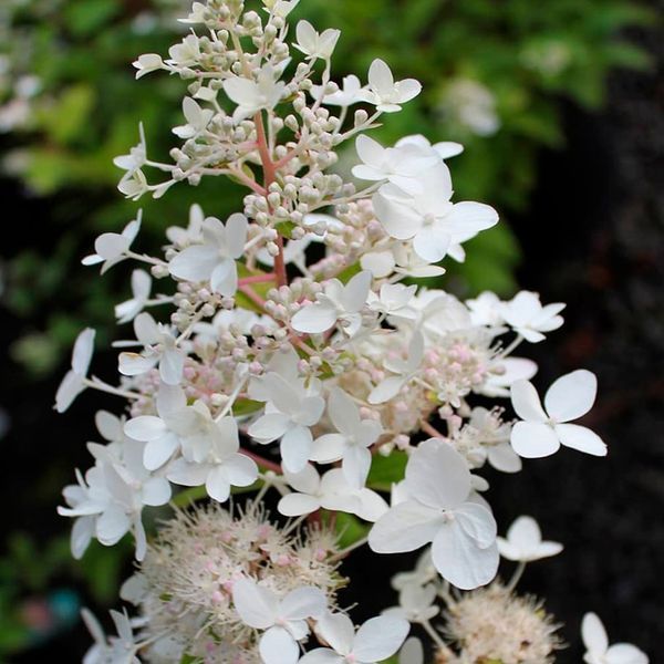 ГОРТЕНЗІЯ ВОЛОТИСТА 'ПІНК ДАЙМОНД' (Hydrangea paniculata Pink Diamount) 01.034.064 фото