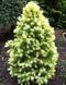 ЯЛИНА КАНАДСЬКА 'ДЕЙЗІС ВАЙТ' (Picea glauca Daisy's White) 02.002.217 фото 1