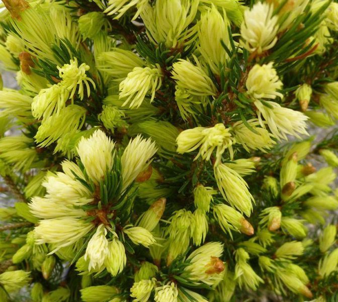 ЯЛИНА КАНАДСЬКА 'ДЕЙЗІС ВАЙТ' (Picea glauca Daisy's White) 02.002.217 фото