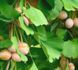 Ґінкго дволопатеве(Ginkgo biloba) 01.010.016 фото 5