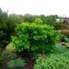 Ґінкго дволопатеве(Ginkgo biloba) 01.010.016 фото 1