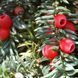 Тис середній Хіллі (Taxus media Hillii) 02.004.028 фото 2