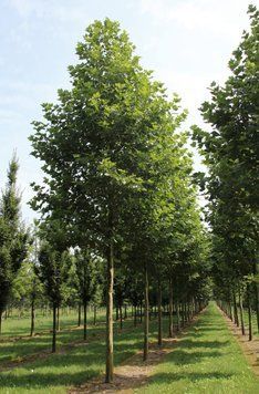 Платан кленолистий Bloodgood (Platanus acerifolia Bloodgood) 01.012.006 фото