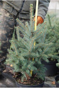 Ялина колюча блакитна Глаука (Picea pungens Glauca) 02.002.122 фото