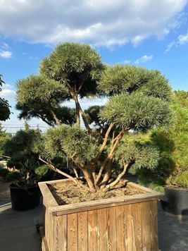 Сосна звичайна Ватерерi К/бонсай (Pinus sylvestris Watereri) 02.003.188 фото