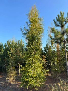 Модрина європейська К/парасоля (Larix decidua) 02.014.026 фото