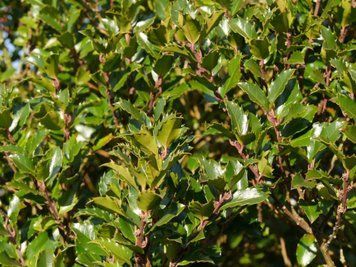 Падуб Мезерва Blue Princess(Ilex meserveae Blue Princess) 01.048.029 фото
