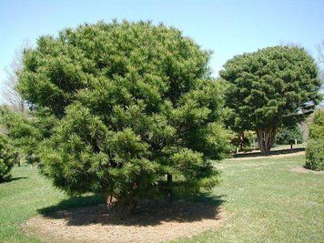 Сосна звичайна Глобоза (Pinus densiflora Globosa) 02.003.459 фото