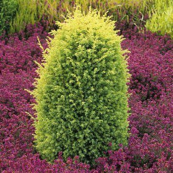 ЯЛІВЕЦЬ ЗВИЧАЙНИЙ 'ГОЛД КОН' (Juniperus communis Gold Cone) 02.009.070 фото