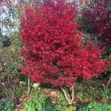 КЛЕН ПАЛЬМОЛИСТИЙ 'СКІТЕРС БРУМ' (Acer palmatum Skeeter's Broom) 01.001.120 фото