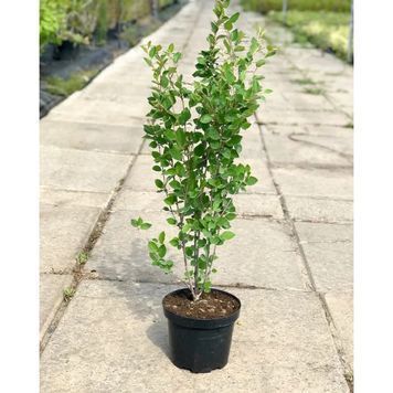 Кизильник блискучий (Cotoneaster lucidus) 01.033.004 фото