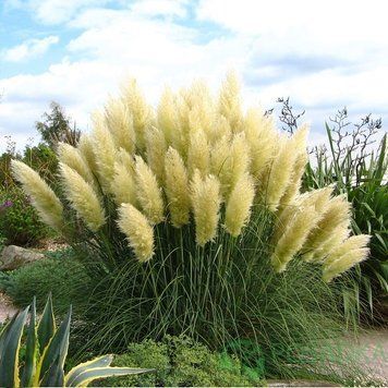 Кортадерія Селло (Cortaderia selloana) 03.047.002 фото