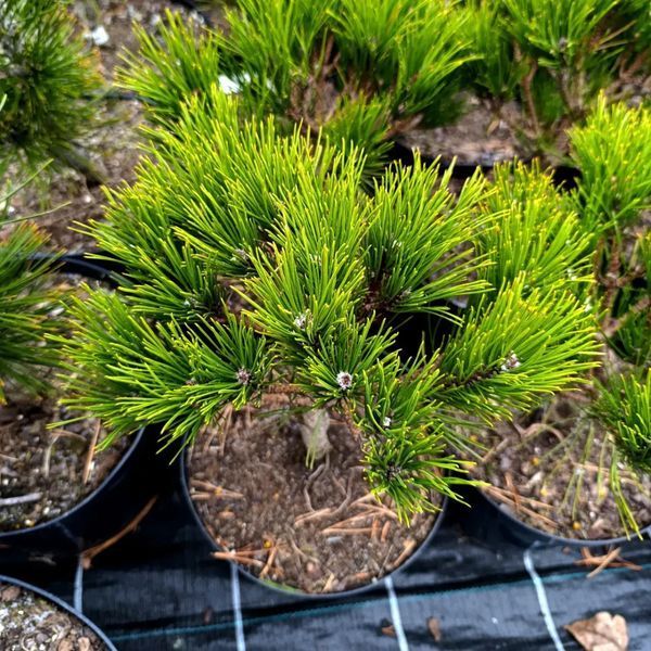Сосна звичайна Глобоза (Pinus densiflora Globosa) 02.003.459 фото