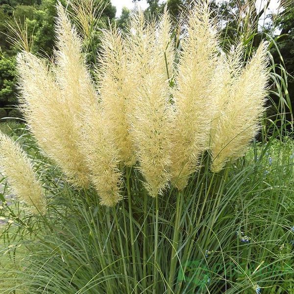 Кортадерія Селло (Cortaderia selloana) 03.047.002 фото