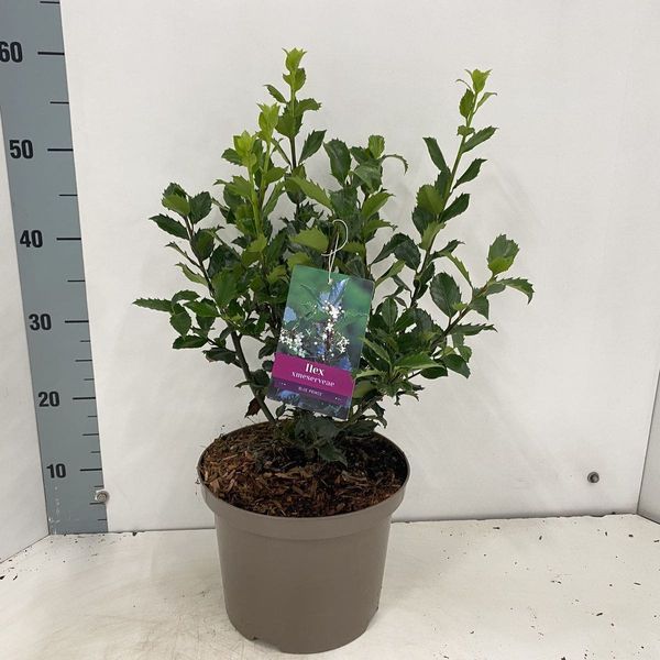 Падуб Мезерва Blue Princess(Ilex meserveae Blue Princess) 01.048.029 фото