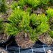 Сосна звичайна Глобоза (Pinus densiflora Globosa) 02.003.459 фото 2