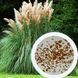 Кортадерія Селло (Cortaderia selloana) 03.047.002 фото 3