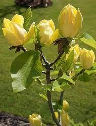 Магнолія бруклінська &rsquo;Yellow Bird&rsquo; (Magnolia brooklynensis Yellow Bird) 01.003.055 фото