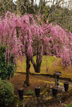 Вишня дрібнопильчаста &lsquo;Kiku-Shidare-Zakura&rsquo; (Prunus serrulata Kiku-shidare) 01.013.065 фото