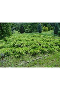 Ялівець середній Пфітцеріана Ауреа (Juniperus media Pfitzeriana Aurea) 02.009.121 фото