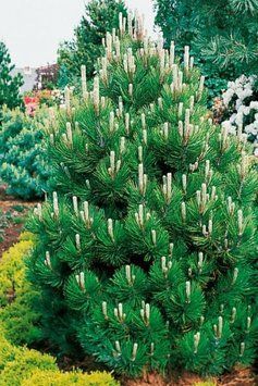 СОСНА БІЛОКОРА 'КОМПАКТ ДЖЕМ' (Pinus leucodermis Compact Gem) 02.003.077 фото