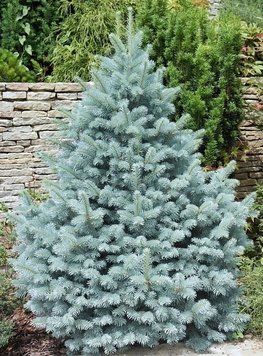 Ялина колюча блакитна Маджестік Блю (Picea pungens Majestic Blue) 02.002.235 фото