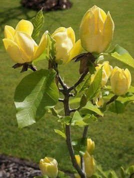 Магнолія бруклінська &rsquo;Yellow Bird&rsquo; (Magnolia brooklynensis Yellow Bird) 01.003.055 фото