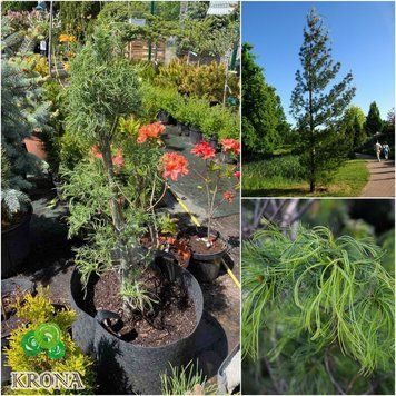 Сосна Веймутова Торулоза (Pinus strobus Torulosa) 02.003.458 фото