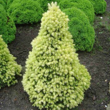 ЯЛИНА КАНАДСЬКА 'ДЕЙЗІС ВАЙТ' (Picea glauca Daisy's White) 02.002.236 фото