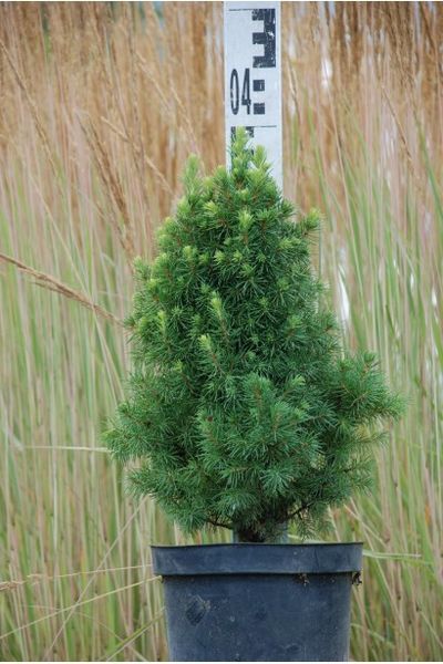 ЯЛИНА КАНАДСЬКА 'ДЕЙЗІС ВАЙТ' (Picea glauca Daisy's White) 02.002.236 фото
