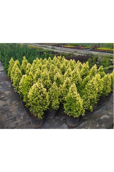 ЯЛИНА КАНАДСЬКА 'ДЕЙЗІС ВАЙТ' (Picea glauca Daisy's White) 02.002.236 фото