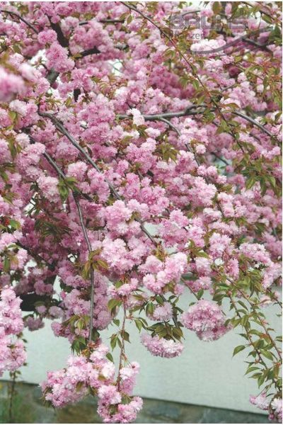 Вишня дрібнопильчаста &lsquo;Kiku-Shidare-Zakura&rsquo; (Prunus serrulata Kiku-shidare) 01.013.065 фото