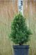 ЯЛИНА КАНАДСЬКА 'ДЕЙЗІС ВАЙТ' (Picea glauca Daisy's White) 02.002.236 фото 2