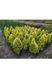 ЯЛИНА КАНАДСЬКА 'ДЕЙЗІС ВАЙТ' (Picea glauca Daisy's White) 02.002.236 фото 3
