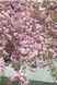 Вишня дрібнопильчаста &lsquo;Kiku-Shidare-Zakura&rsquo; (Prunus serrulata Kiku-shidare) 01.013.065 фото 2